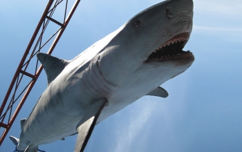 shark 11 ft