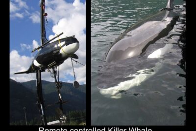 remote controlled Killer Whale