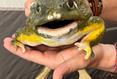 bull frog puppet