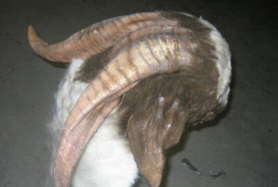 goat head prop