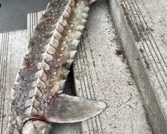 Sturgeon prop