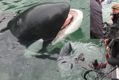 Killer Whale pheumatic head