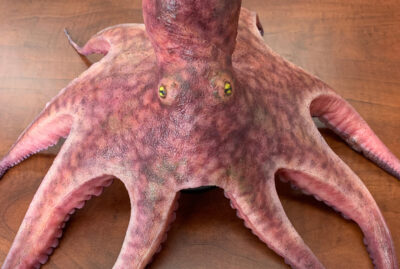 octopus