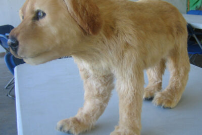 fake golder retriever puppy