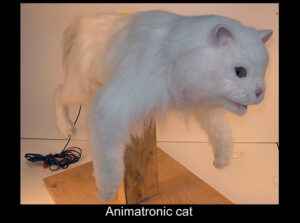 cat rental