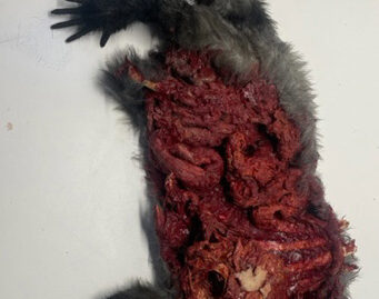 road kill racoon prop
