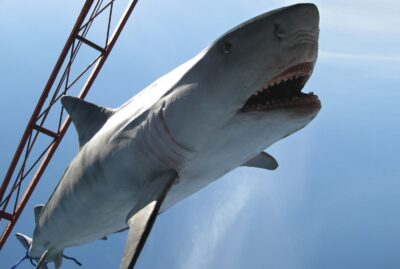 animatronic shark rental