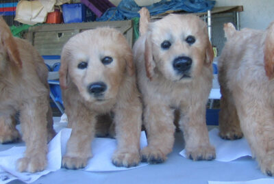 fake golder retriever puppies