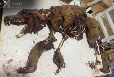 carcass of a dog prop