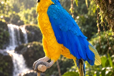 Blue parrot Cockatoo