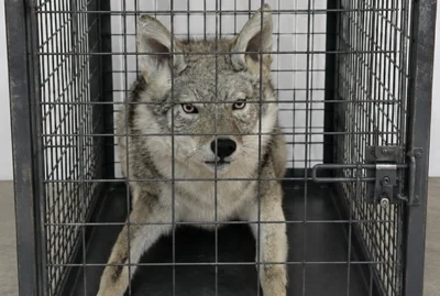 Coyote puppet rental