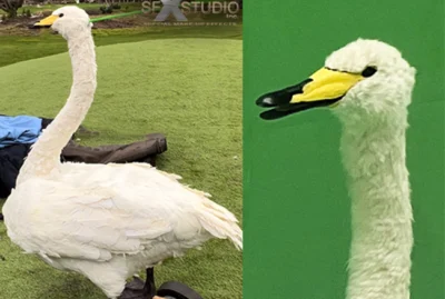 Swan puppet rental